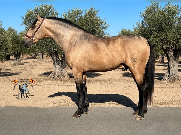 PRE Croisé Étalon 3 Ans 158 cm Isabelle in Tabernas