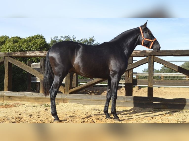 PRE Étalon 3 Ans 158 cm Noir in Villarrasa