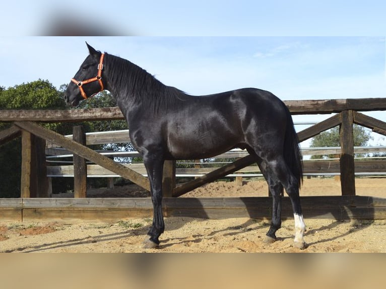 PRE Étalon 3 Ans 158 cm Noir in Villarrasa