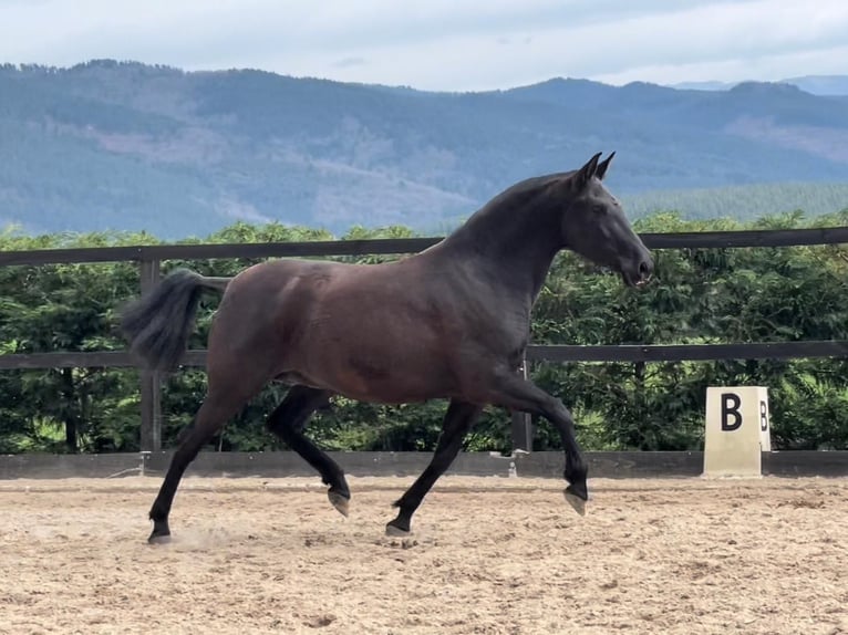 PRE Étalon 3 Ans 158 cm Noir in Bilbao