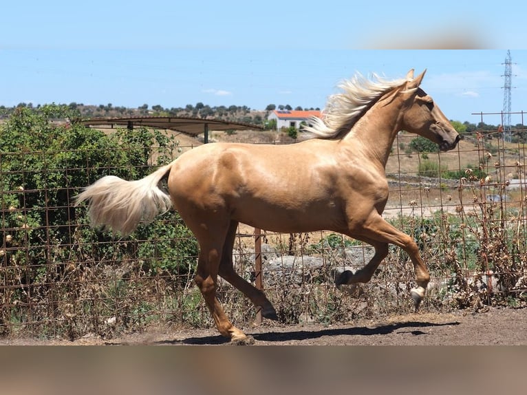 PRE Croisé Étalon 3 Ans 158 cm Palomino in NAVAS DEL MADRONO