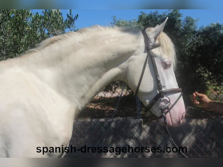 PRE Croisé Étalon 3 Ans 158 cm Perlino in Barcelona