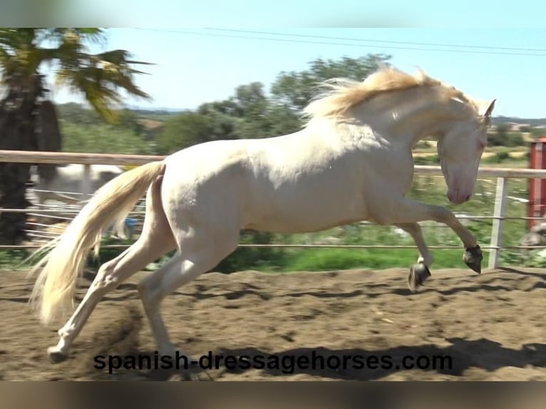 PRE Croisé Étalon 3 Ans 158 cm Perlino in Barcelona