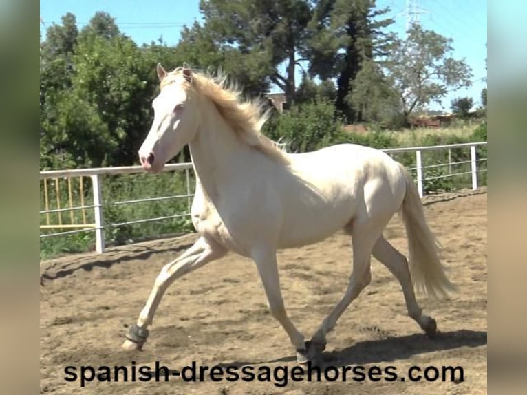 PRE Croisé Étalon 3 Ans 158 cm Perlino in Barcelona