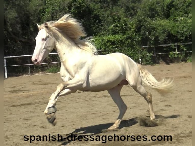 PRE Croisé Étalon 3 Ans 158 cm Perlino in Barcelona