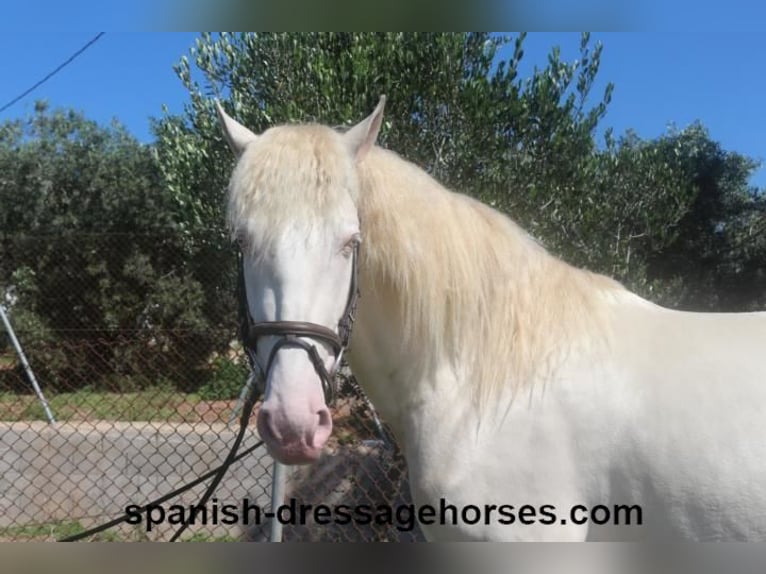 PRE Croisé Étalon 3 Ans 158 cm Perlino in Barcelona