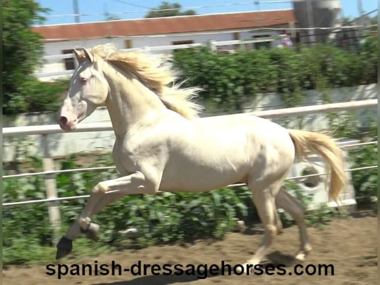 PRE Croisé Étalon 3 Ans 158 cm Perlino in Barcelona