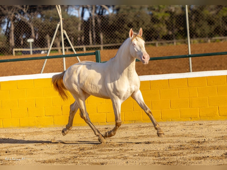 PRE Croisé Étalon 3 Ans 158 cm Perlino in Hamburg