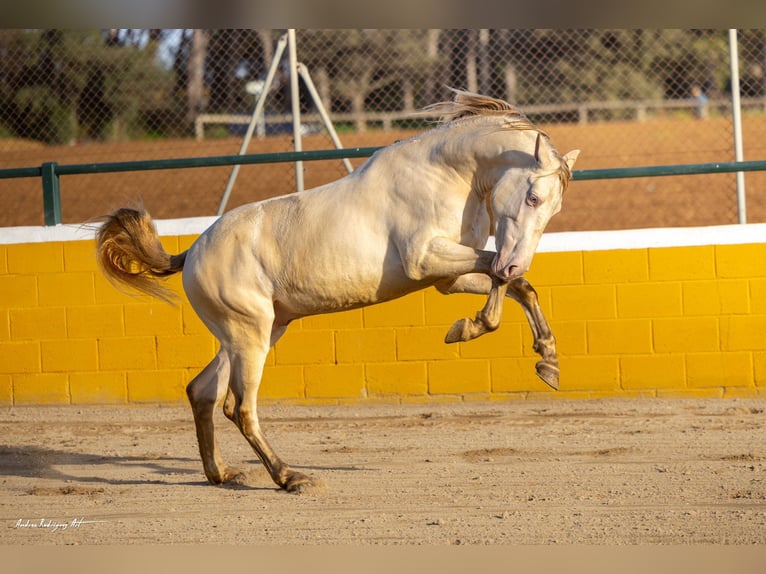 PRE Croisé Étalon 3 Ans 158 cm Perlino in Hamburg