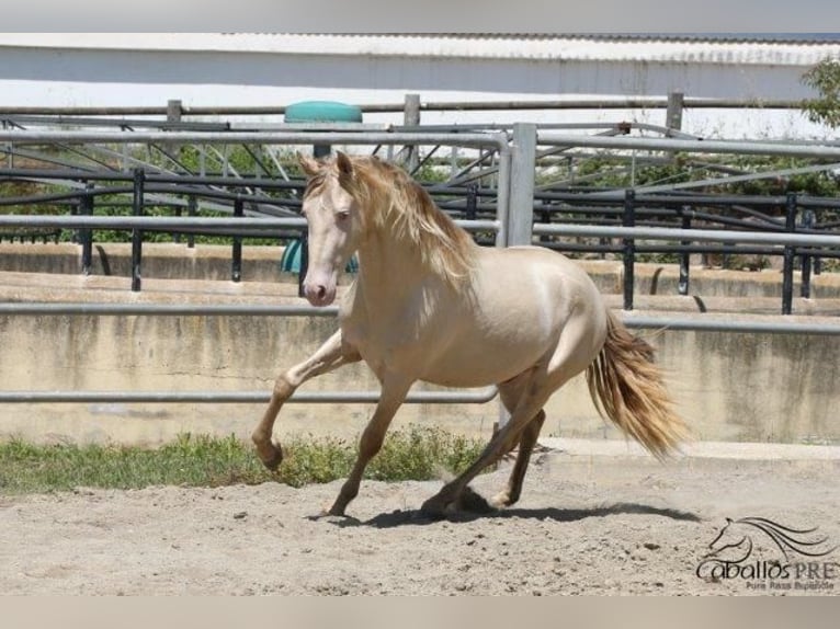 PRE Étalon 3 Ans 158 cm Perlino in Barcelona