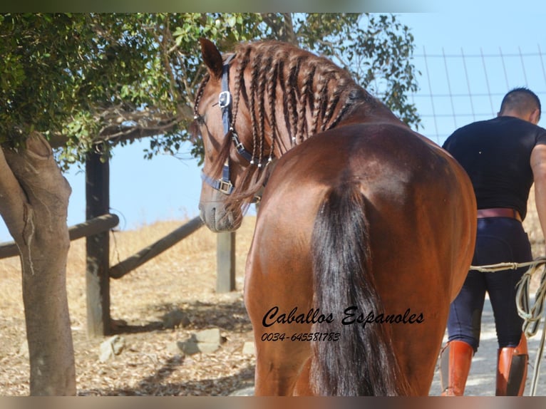 PRE Étalon 3 Ans 159 cm Alezan in Vejer de la Frontera