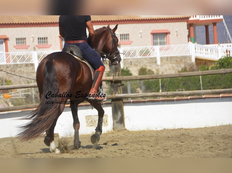 PRE Étalon 3 Ans 159 cm Alezan in Vejer de la Frontera