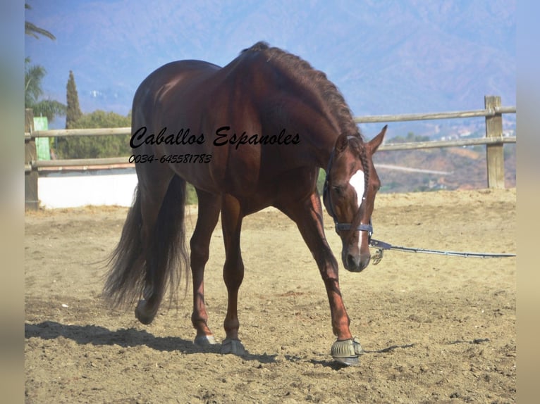 PRE Étalon 3 Ans 159 cm Alezan in Vejer de la Frontera