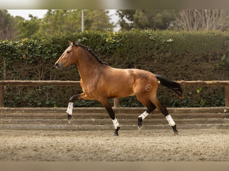 PRE Étalon 3 Ans 159 cm Bai in Madrid