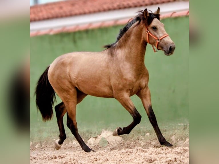 PRE Croisé Étalon 3 Ans 159 cm Buckskin in Valencia