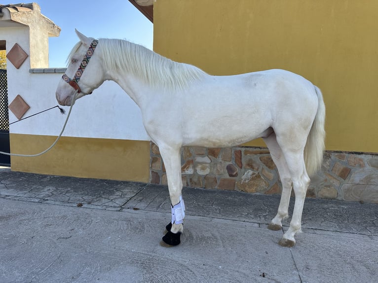 PRE Croisé Étalon 3 Ans 159 cm Cremello in Valderrubio