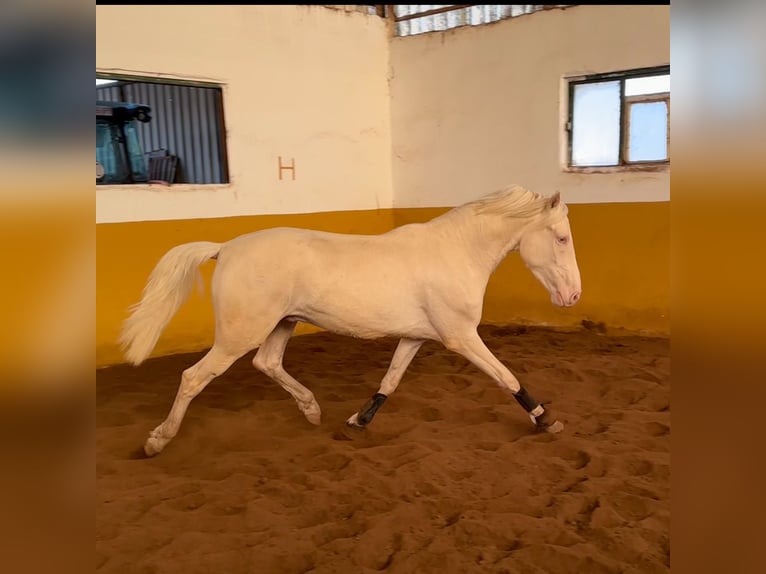 PRE Croisé Étalon 3 Ans 159 cm Cremello in Valderrubio