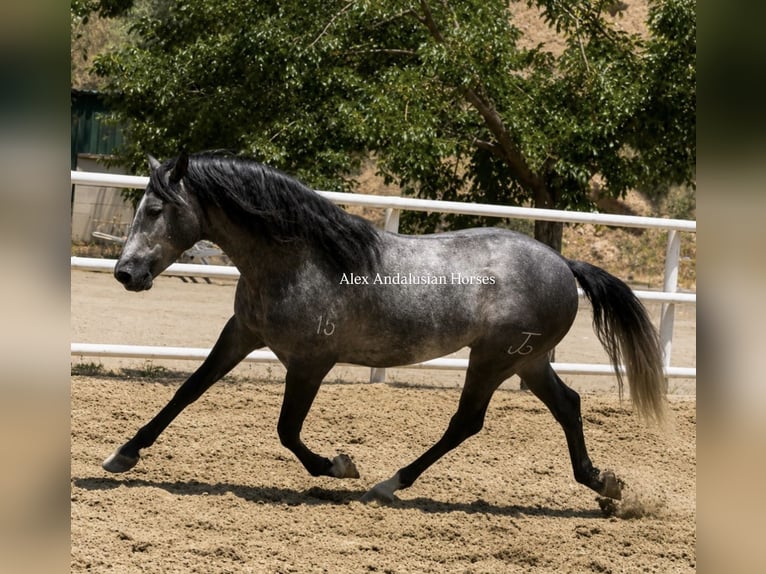 PRE Croisé Étalon 3 Ans 159 cm Gris in Sevilla