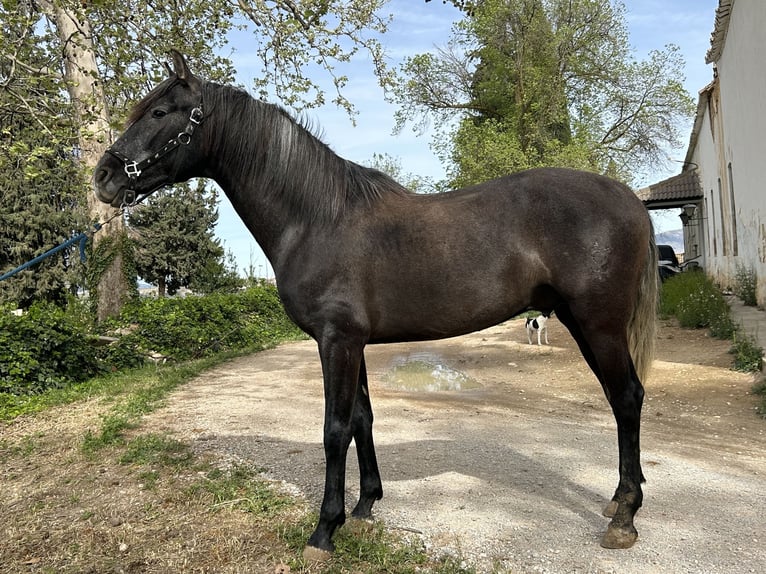 PRE Croisé Étalon 3 Ans 159 cm Gris in Baza