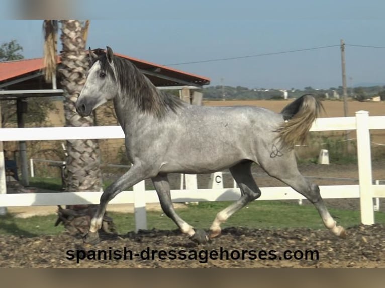 PRE Étalon 3 Ans 159 cm Gris in Barcelona