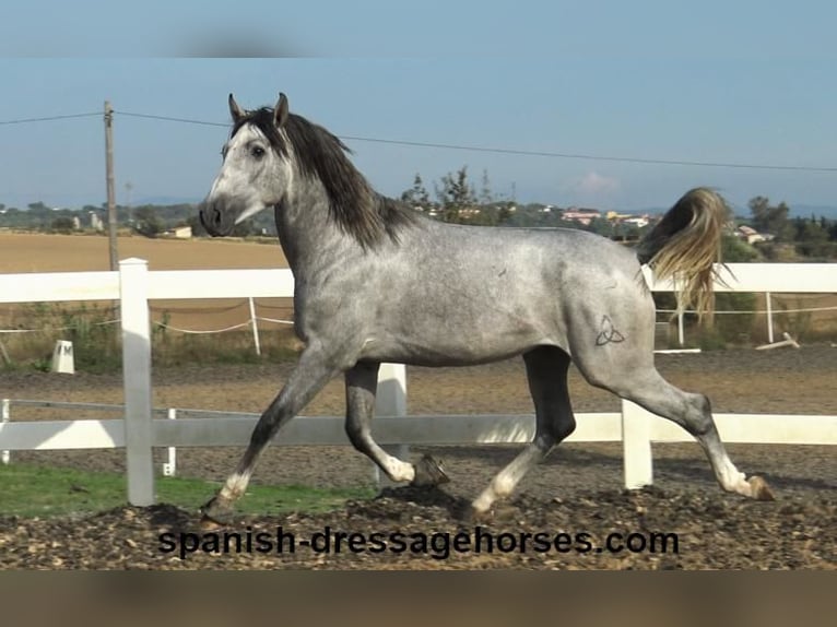 PRE Croisé Étalon 3 Ans 159 cm Gris in Barcelona