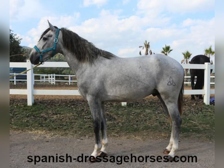 PRE Croisé Étalon 3 Ans 159 cm Gris in Barcelona