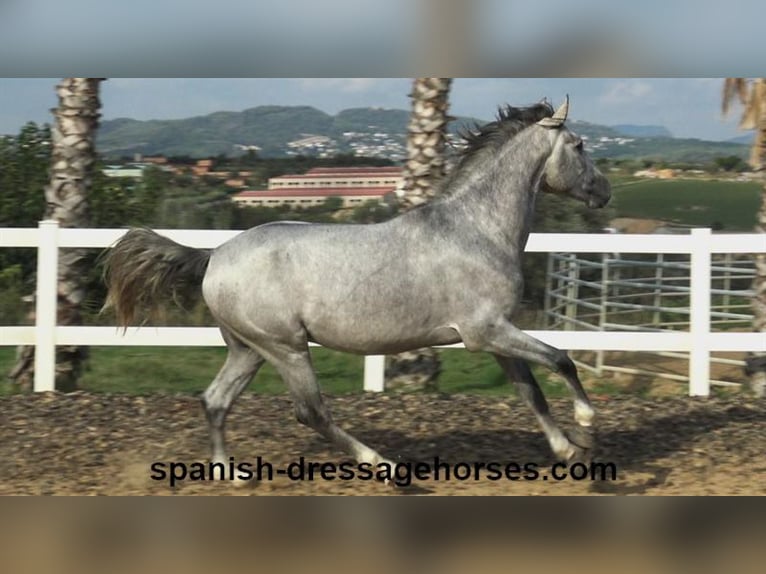 PRE Croisé Étalon 3 Ans 159 cm Gris in Barcelona