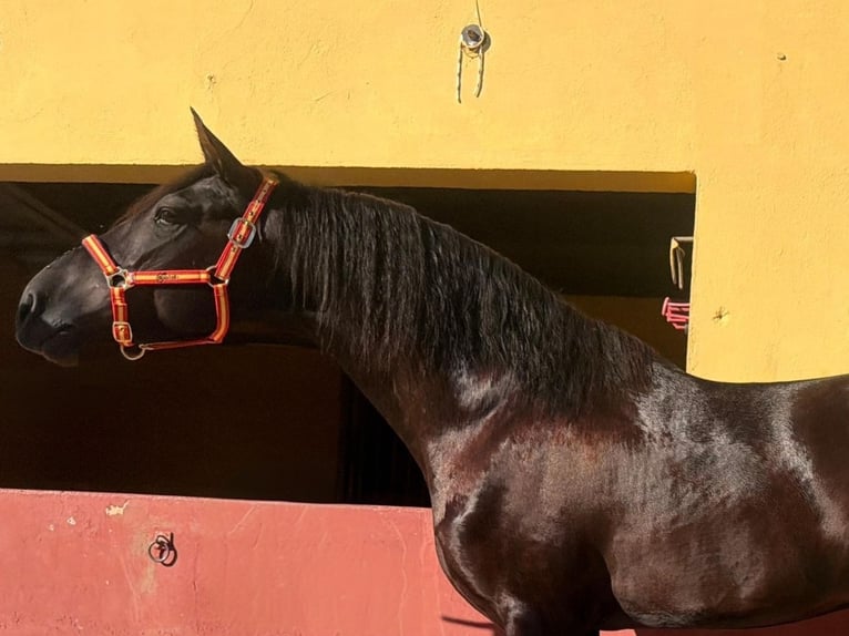 PRE Étalon 3 Ans 159 cm Noir in Terrassa