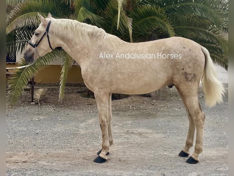 PRE Croisé Étalon 3 Ans 159 cm Palomino in Sevilla