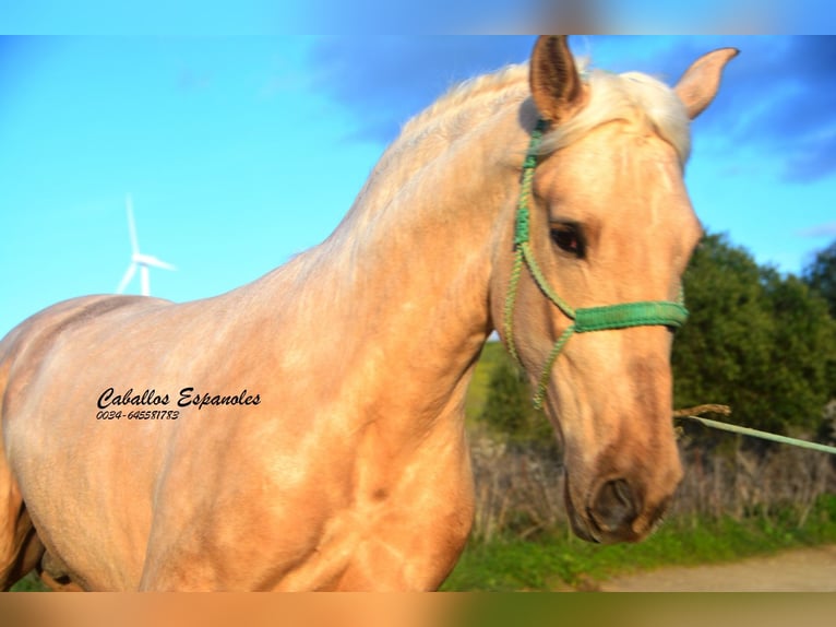 PRE Croisé Étalon 3 Ans 159 cm Palomino in Vejer de la Frontera