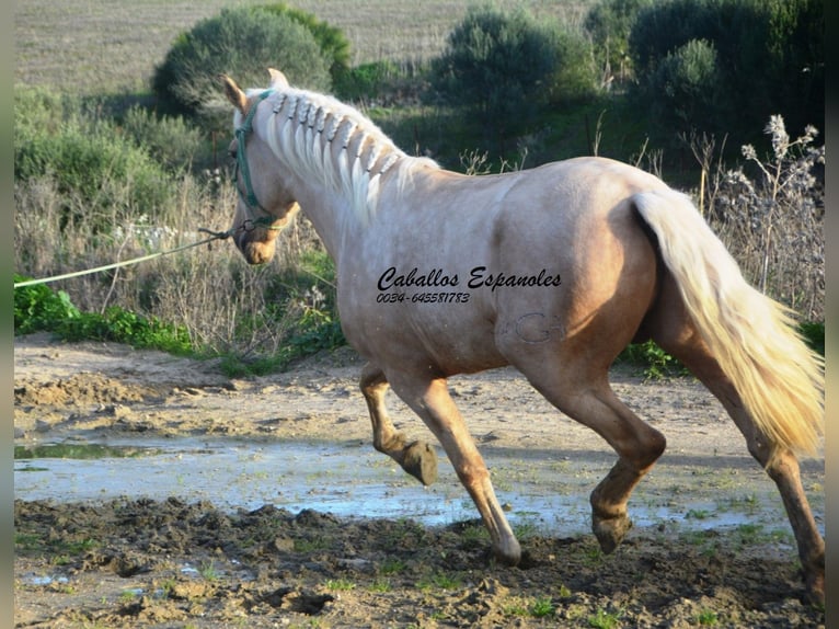 PRE Croisé Étalon 3 Ans 159 cm Palomino in Vejer de la Frontera