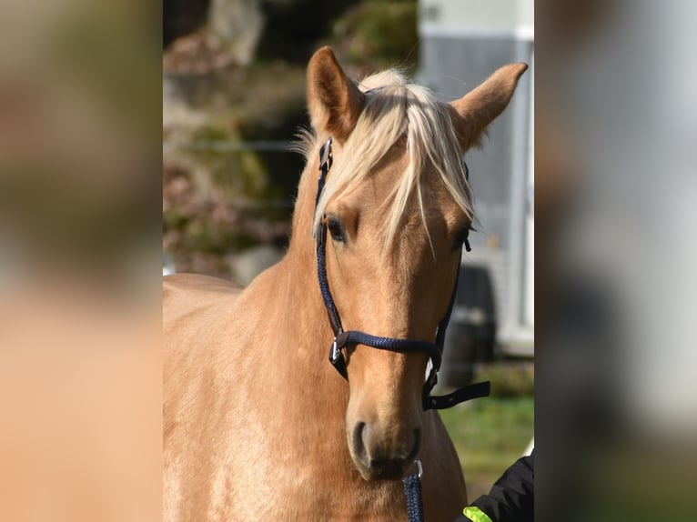 PRE Étalon 3 Ans 159 cm Palomino in El Real De La Jara