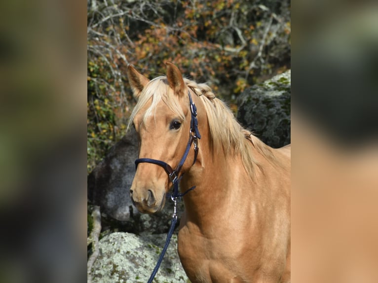 PRE Étalon 3 Ans 159 cm Palomino in El Real De La Jara