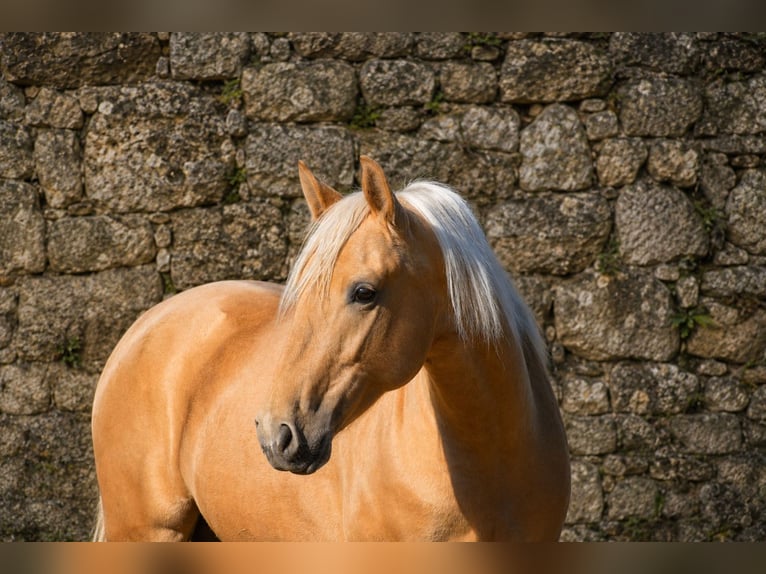 PRE Étalon 3 Ans 159 cm Palomino in El Real De La Jara