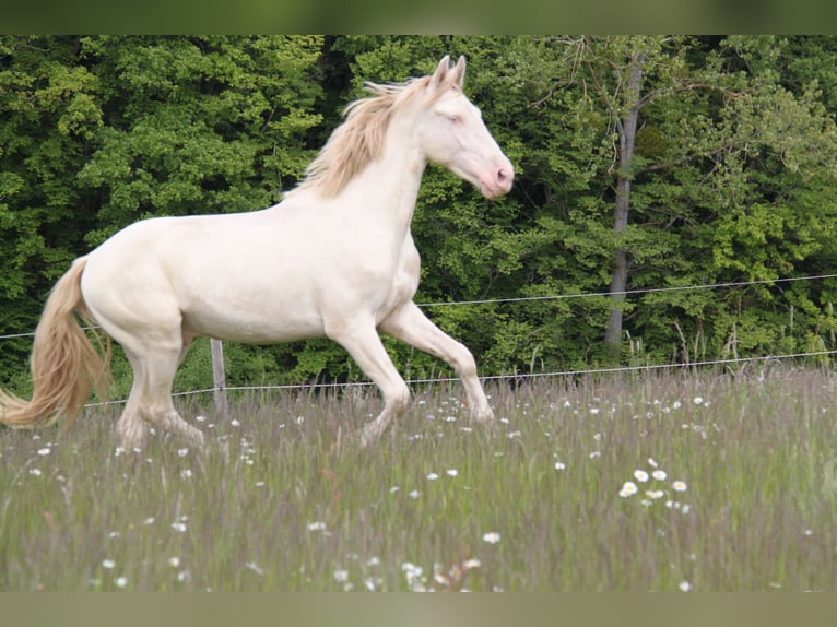 PRE Croisé Étalon 3 Ans 159 cm Perlino in Kirn
