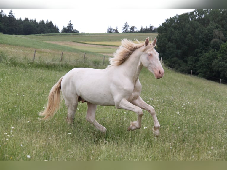 PRE Croisé Étalon 3 Ans 159 cm Perlino in Kirn