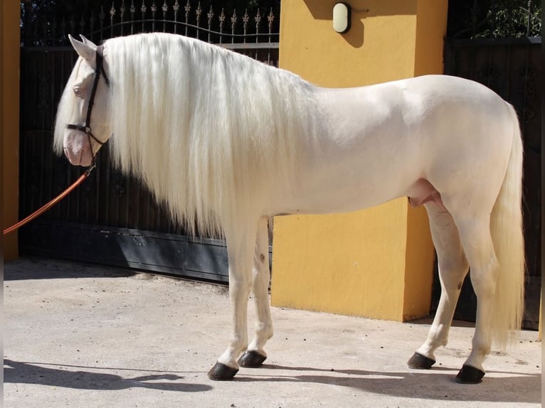 PRE Croisé Étalon 3 Ans 159 cm Perlino in Kirn