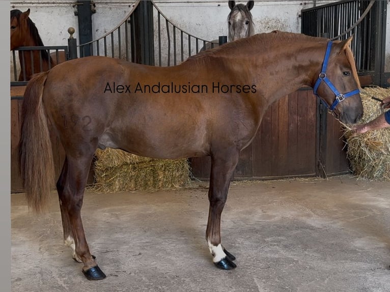 PRE Croisé Étalon 3 Ans 160 cm Alezan brûlé in Sevilla