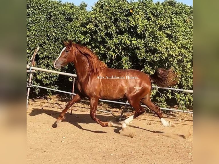 PRE Croisé Étalon 3 Ans 160 cm Alezan in Sevilla