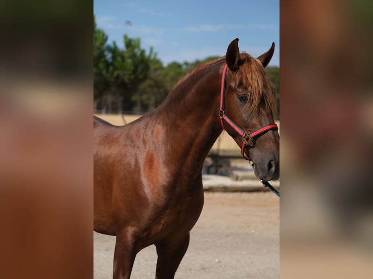 PRE Croisé Étalon 3 Ans 160 cm Alezan in Hamburg
