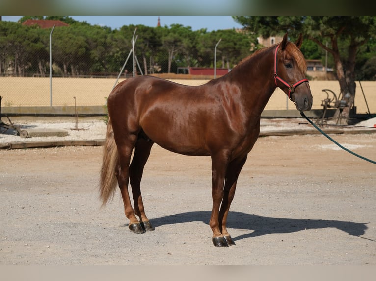 PRE Croisé Étalon 3 Ans 160 cm Alezan in Hamburg