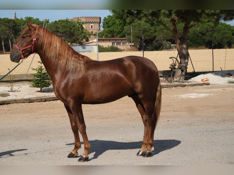 PRE Croisé Étalon 3 Ans 160 cm Alezan in Hamburg