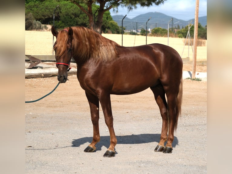 PRE Croisé Étalon 3 Ans 160 cm Alezan in Hamburg