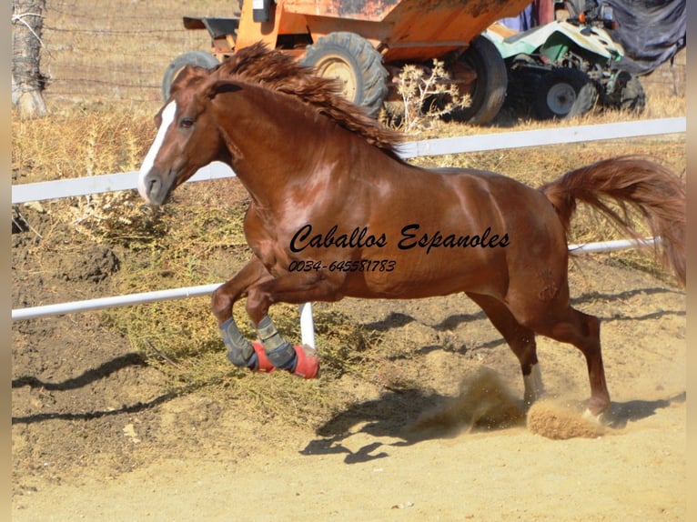 PRE Étalon 3 Ans 160 cm Alezan in Vejer de la Frontera