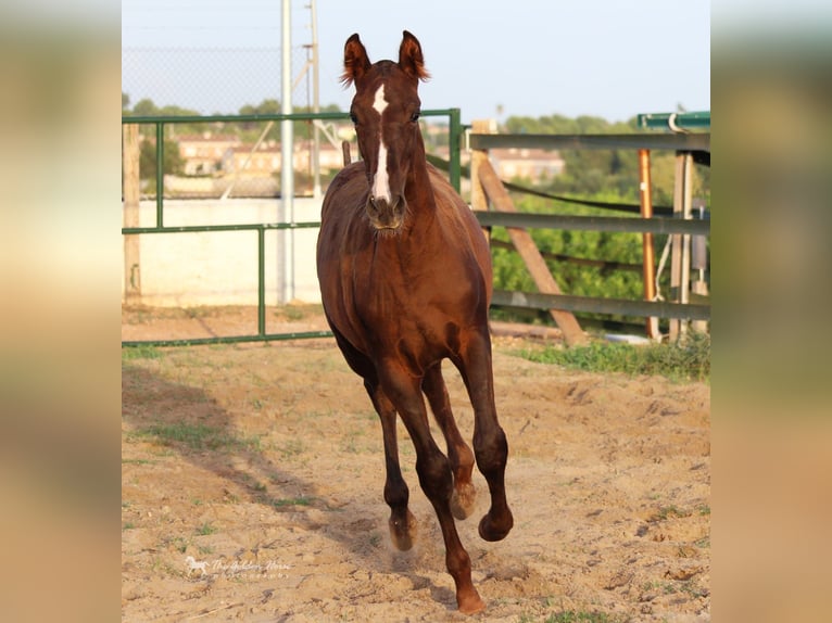 PRE Étalon 3 Ans 160 cm Bai brun in Valencia