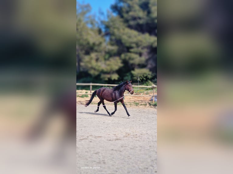 PRE Croisé Étalon 3 Ans 160 cm Bai brun in Valderrobres