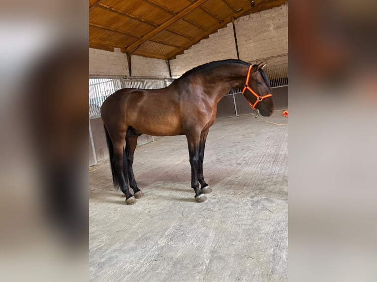 PRE Croisé Étalon 3 Ans 160 cm Bai cerise in Santa Perpetua de Mogoda