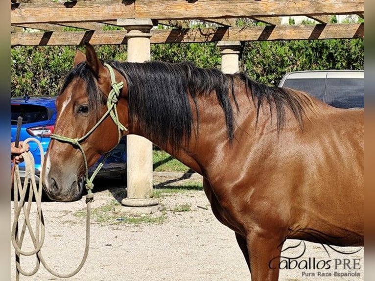 PRE Croisé Étalon 3 Ans 160 cm Bai in Palma de Mallorca