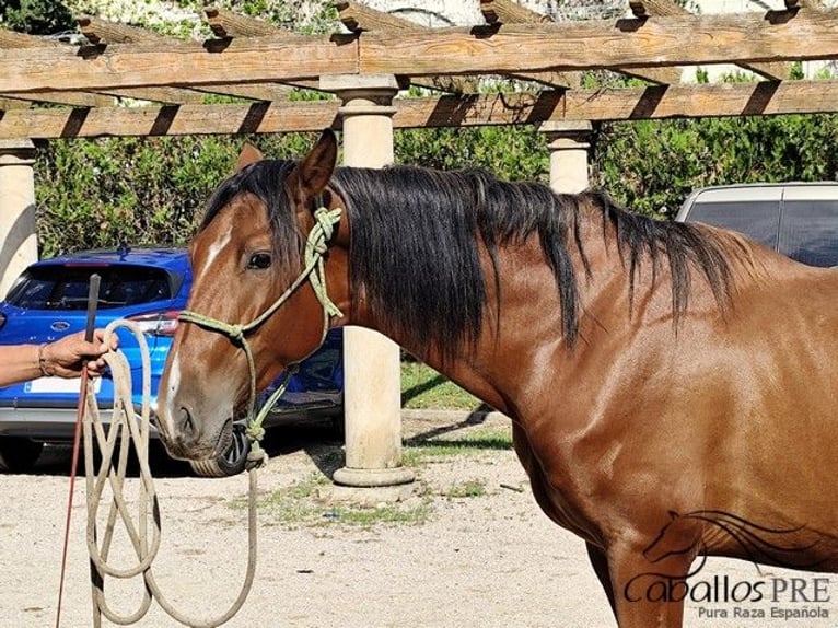 PRE Croisé Étalon 3 Ans 160 cm Bai in Palma de Mallorca