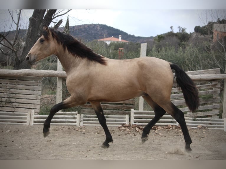 PRE Croisé Étalon 3 Ans 160 cm Buckskin in Valencia